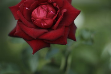 volksgarten vienna autumn fall tourist botanic flowers rose