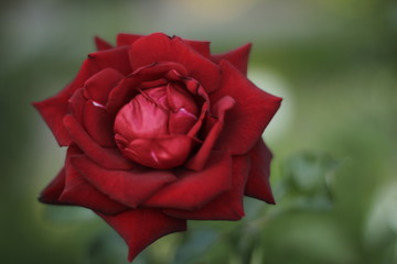 volksgarten vienna autumn fall tourist botanic flowers rose