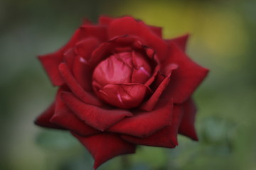 volksgarten vienna autumn fall tourist botanic flowers rose