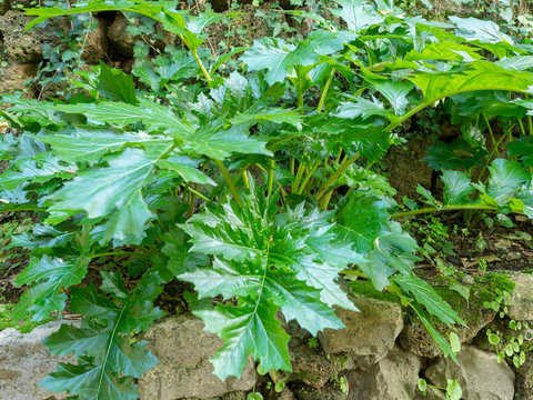 Acanthus mollis - Grandes feuilles larges d'acanthe &agrave; feuilles molles de couleur vert luisant