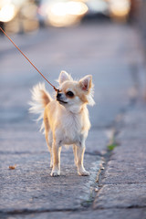 Beautiful cream chihuahua walks in big city