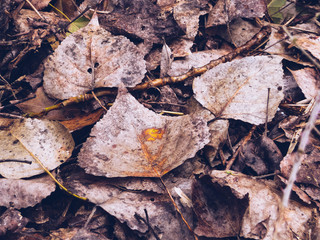 HOJAS DE OTOÑO CAÍDAS SOBRE EL SUELO DEL PARQUE EN OTOÑO