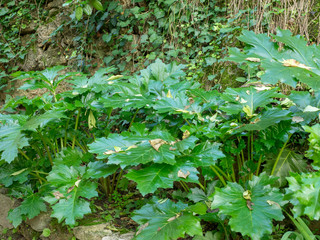 Acanthus mollis - Grandes feuilles larges d'acanthe à feuilles molles de couleur vert luisant