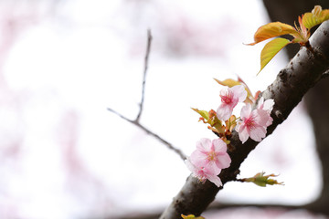 河津桜