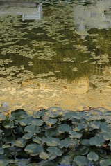 volksgarten vienna autumn fall tourist botanic flowers rose