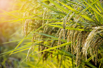 Autumn golden yellow paddy