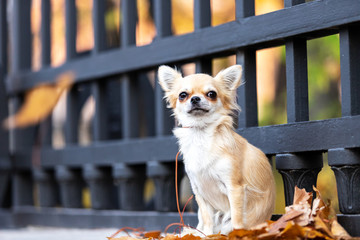 Beautiful cream chihuahua walks in big city