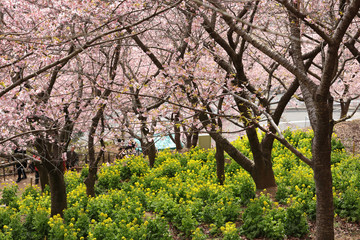 河津桜