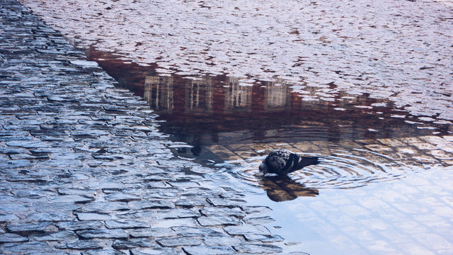 PALOMA EN CHARCO EN SUELO ADOQUINADO DE LA PLAZA MAYOR DE MADRID