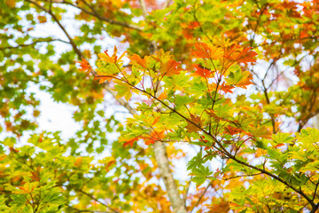 Colorful maple tree leaf autumn scene on white background