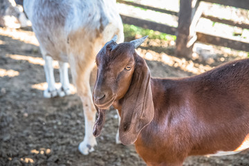 Fototapeta premium Bode no sertão da Bahia preso em um curral