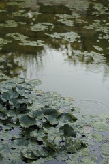 volksgarten vienna autumn fall tourist botanic flowers