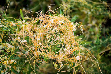 Fresh dodder / Chinese herbal medicine background material