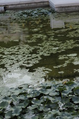 volksgarten vienna autumn fall tourist botanic flowers