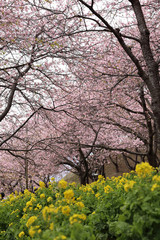 Fototapeta premium 河津桜