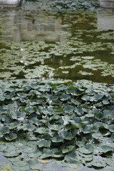 volksgarten vienna autumn fall tourist botanic flowers