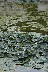 volksgarten vienna autumn fall tourist botanic flowers