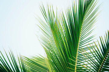Tropical coconut palm tree