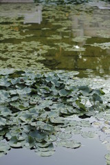 volksgarten vienna autumn fall tourist botanic flowers