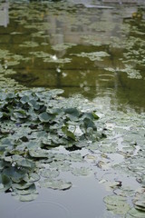 volksgarten vienna autumn fall tourist botanic flowers