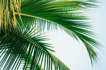 Fototapeta premium Tropical coconut palm tree