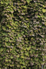 volksgarten vienna autumn fall tourist botanic flowers