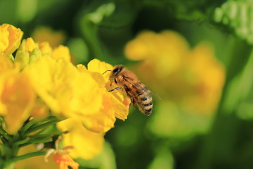 Honey bee keeping in Japan
