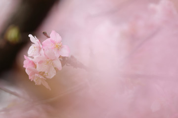 河津桜