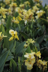 volksgarten vienna autumn fall tourist botanic flowers