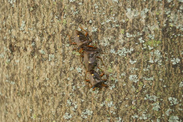 Stinkwanzen beim Sex 2019101