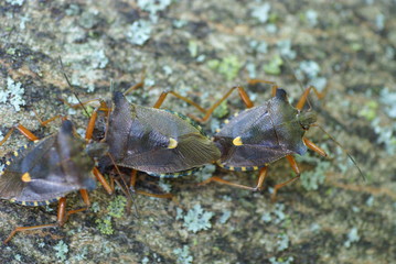 Stinkwanzen beim Sex 2019101