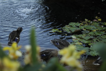 volksgarten vienna autumn fall tourist botanic flowers