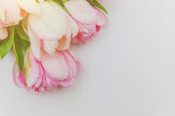 Spring greeting card. Bouquet of fresh light pastel pink tulips flowers on white wooden background. Happy holiday easter mother day anniversary valentine birthday concept. Flat lay top view copy space