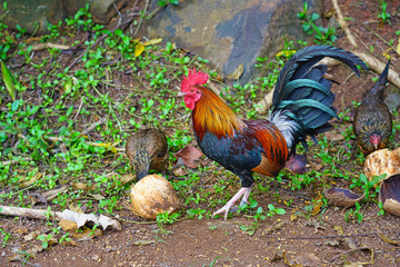 A chicken rooster eating coconut husks