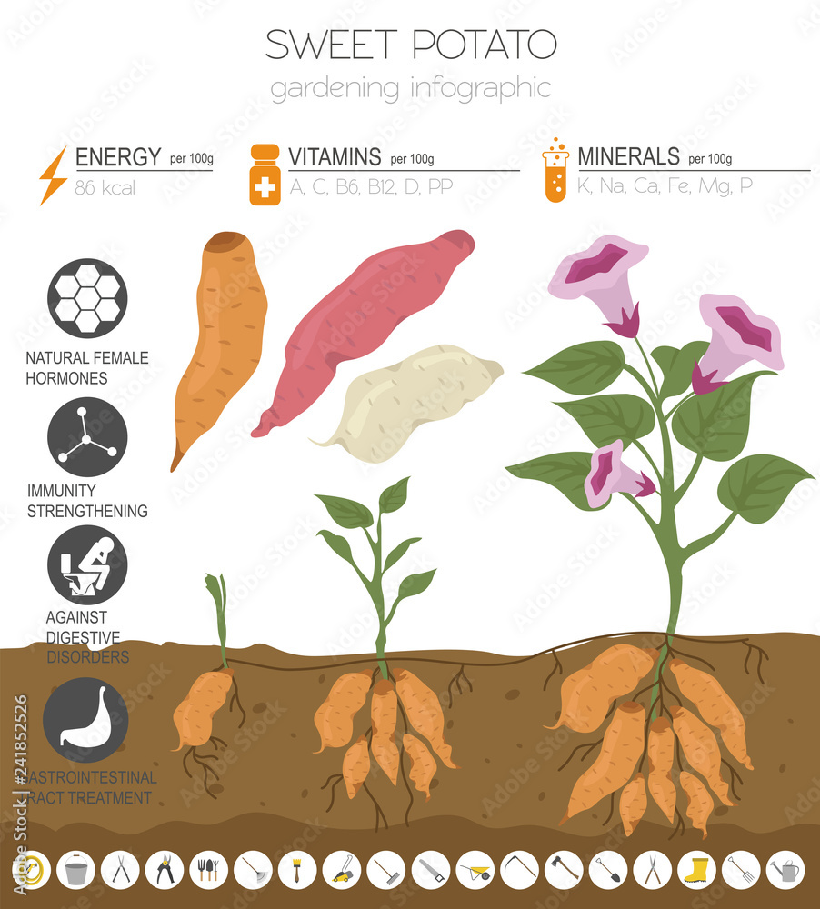 Canvas Prints Sweet potato beneficial features graphic template. Gardening, farming infographic, how it grows. Flat style design