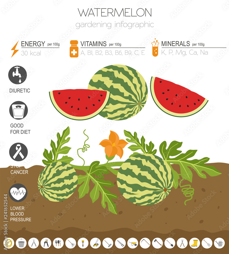 Wall mural Watermelon beneficial features graphic template. Gardening, farming infographic, how it grows. Flat style design