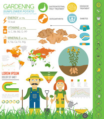 Fototapeta premium Sunflower potato beneficial features graphic template. Gardening, farming infographic, how it grows. Flat style design