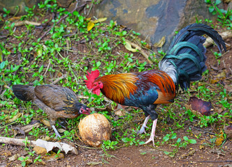 A chicken rooster eating coconut husks