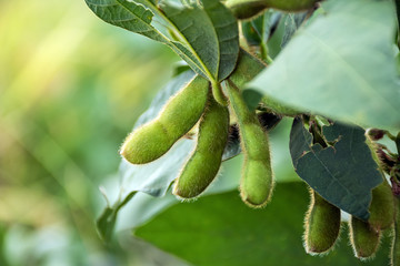 Growing edamame / fresh beans
