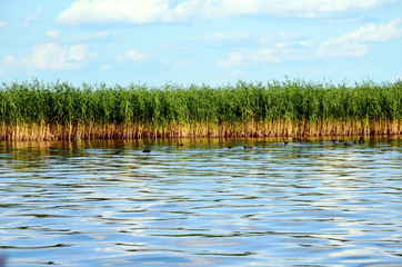 Reeds in the lake