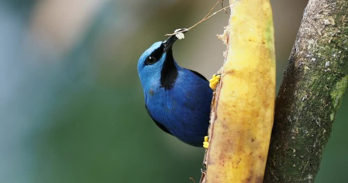 Shining Honeycreeper - Cyanerpes lucidus small bird in the tanager family. In the tropical New World in Central America from southern Mexico to Panama and Colombia.