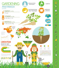 Pastinaca beneficial features graphic template. Gardening, farming infographic, how it grows. Flat style design