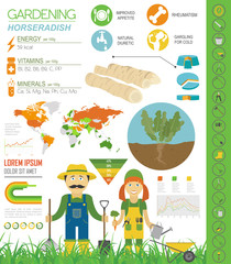 Fototapeta premium Horseradish beneficial features graphic template. Gardening, farming infographic, how it grows. Flat style design