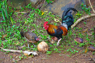 A chicken rooster eating coconut husks