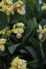 volksgarten vienna autumn fall tourist botanic flowers