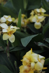 volksgarten vienna autumn fall tourist botanic flowers