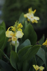 volksgarten vienna autumn fall tourist botanic flowers