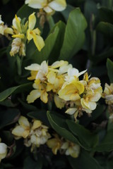 volksgarten vienna autumn fall tourist botanic flowers