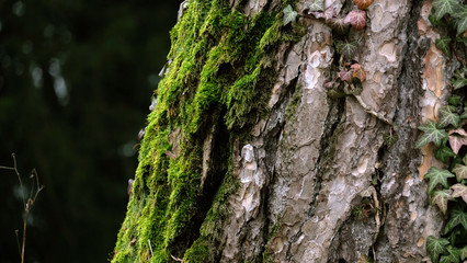 Mosses on the tree trunk