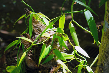 View of a green vanilla orchid plant growing in Moorea, French Polynesia